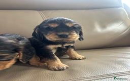 Cocker Spaniel dogs for sale: Kc reg show type cocker spaniels  - Image 8