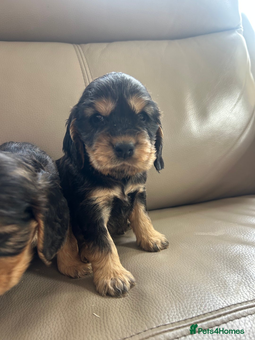 Cocker Spaniel dogs for sale: Kc reg show type cocker spaniels  - Image 8