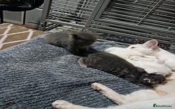 Khao Manee cats for sale: Khao manees kittens - Image 3