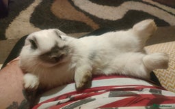 Dwarf Lop rabbits for sale: Two beautiful baby bunnies  - Image 10