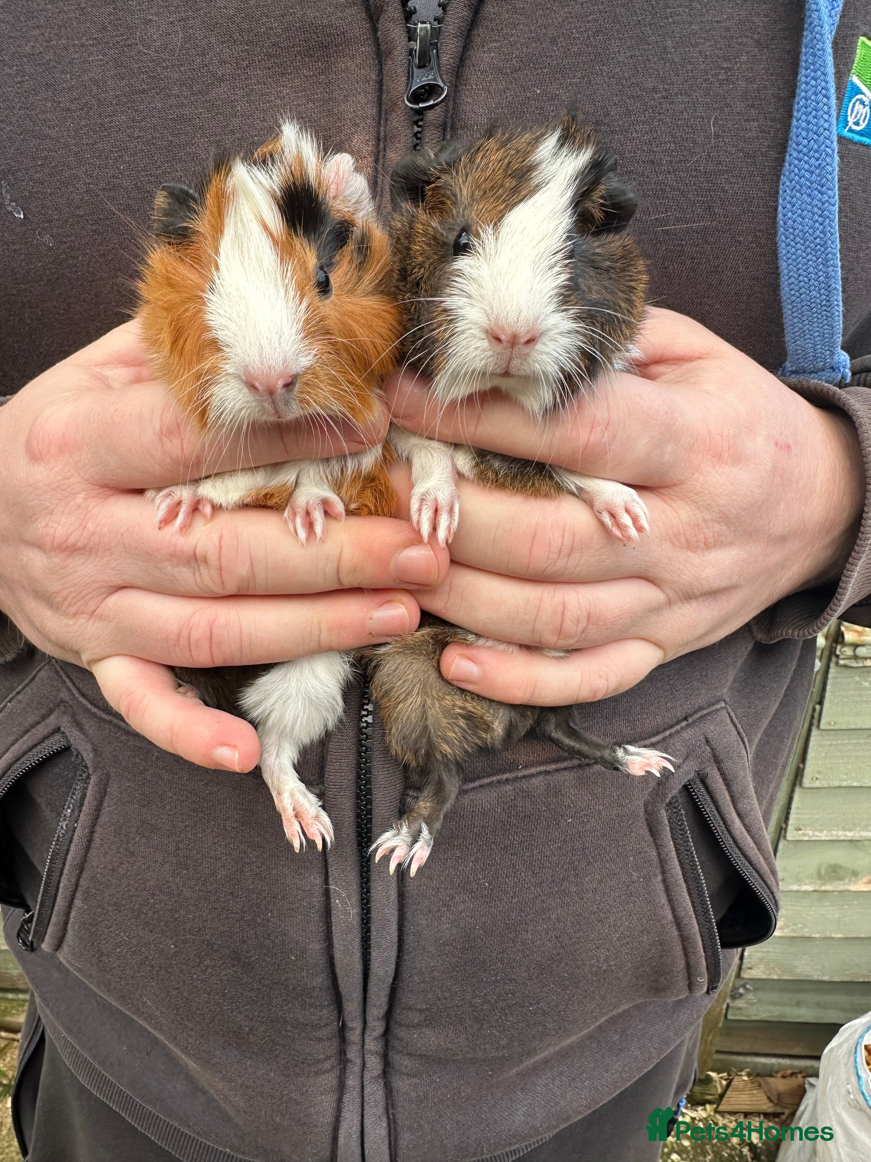 Guinea Pig rodents A pair of female piglets seeking forever homes - Advert 1