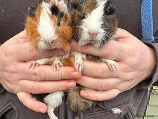 Guinea Pig rodents A pair of female piglets seeking forever homes - Advert 11