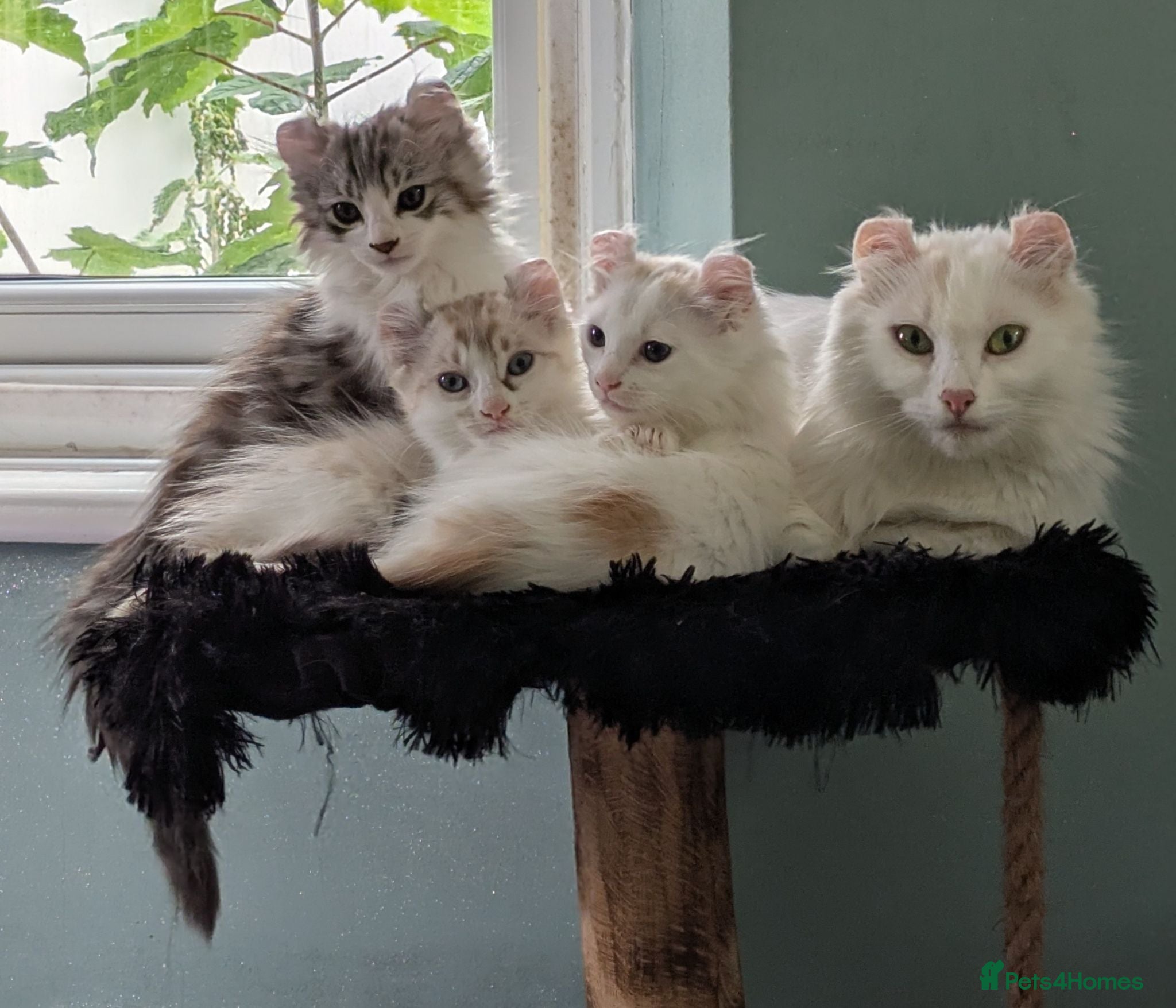 American Curl cats Beautiful, playful Rare American Curl Kittens - Advert 5