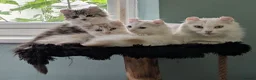 American Curl cats for sale: Beautiful, playful Rare American Curl Kittens - Advert 1
