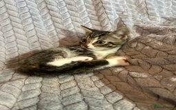 Russian Blue cats for sale: 6 beautiful kittens ❤️ - Image 3