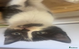 Mixed Breed cats for sale: 5 kittens  - Image 3