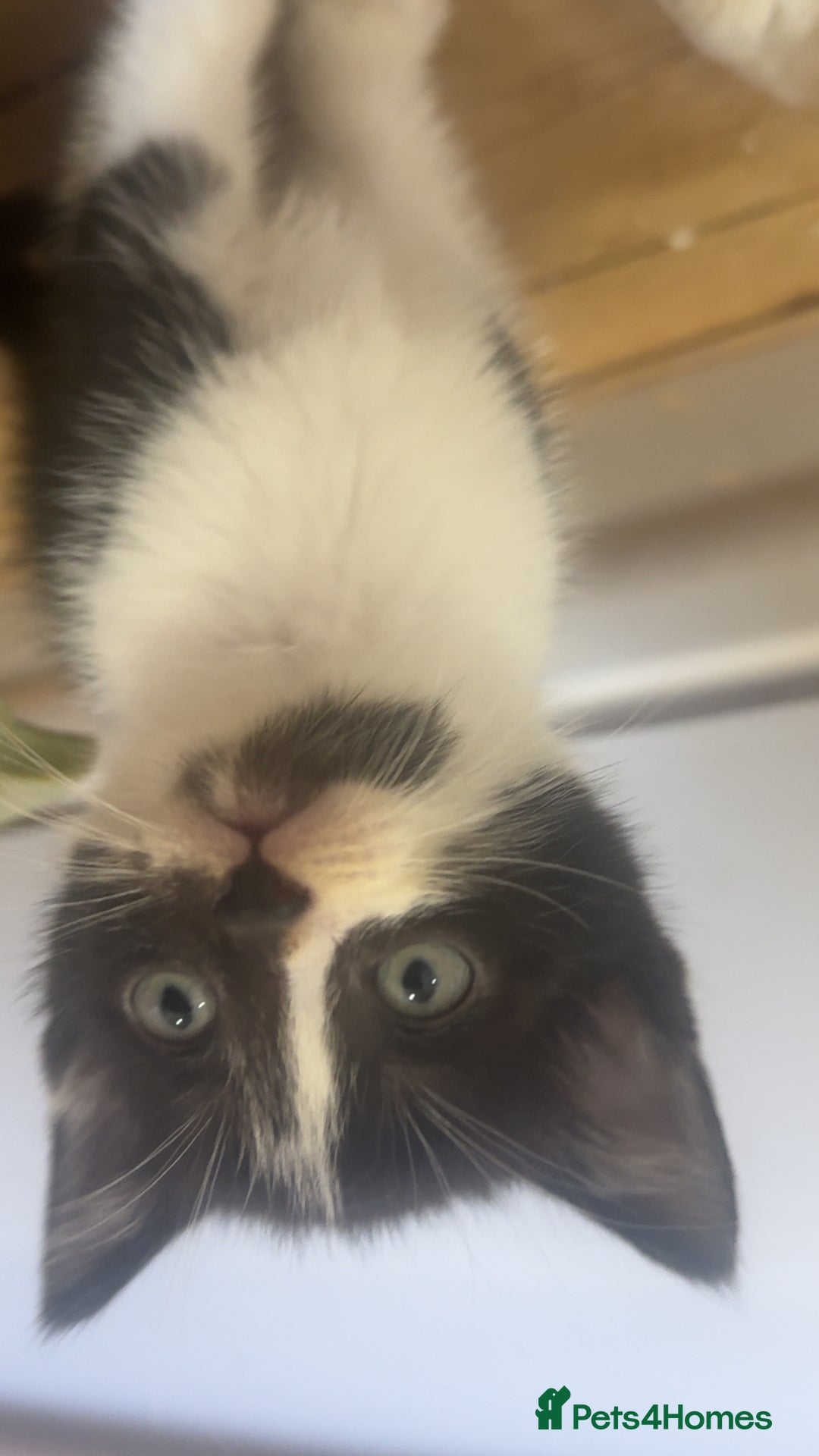 Mixed Breed cats for sale: 5 kittens  - Image 3
