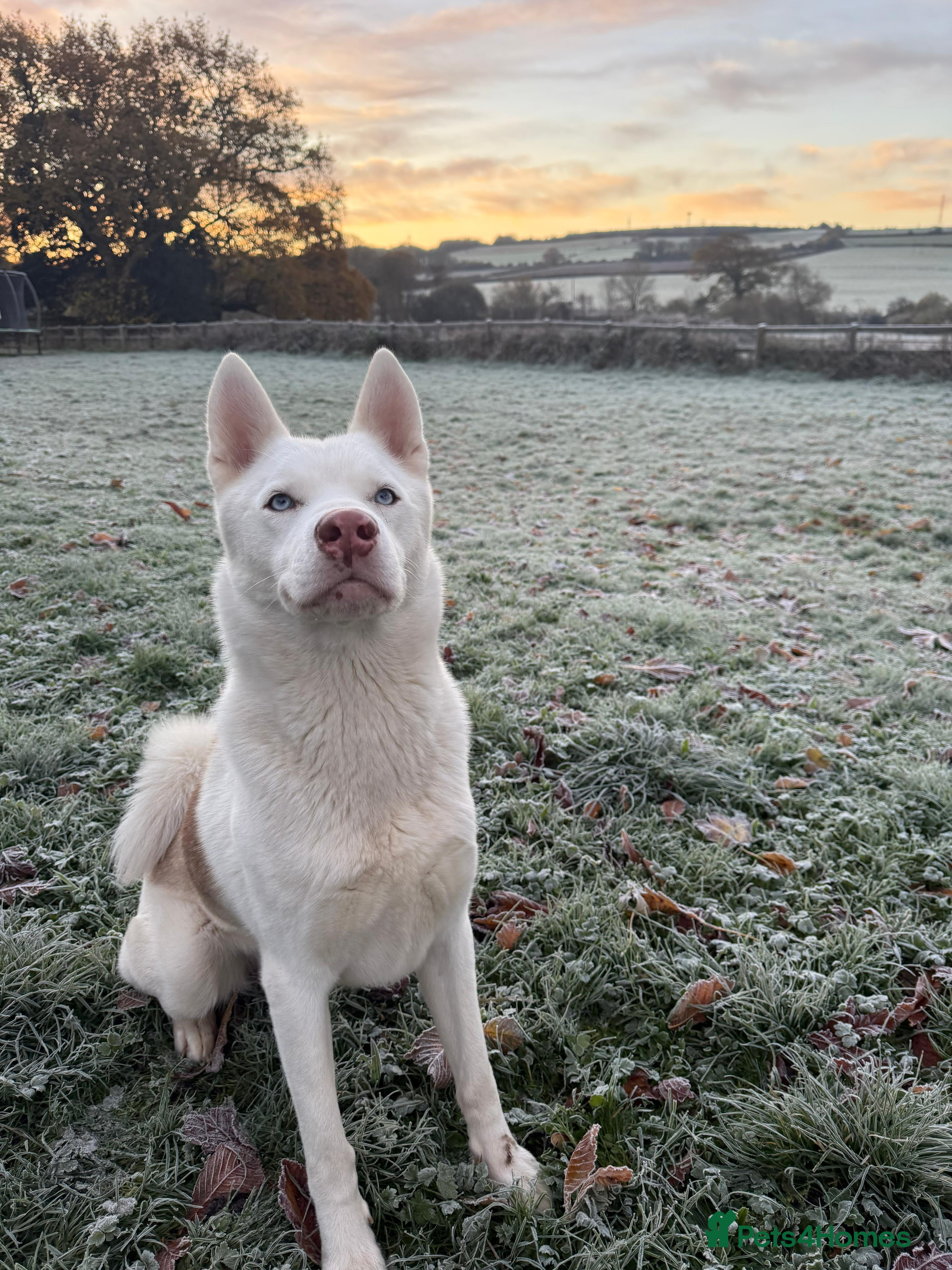 Siberian Husky dogs Rocco - Advert 1