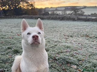 Siberian Husky dogs Rocco - Advert 1