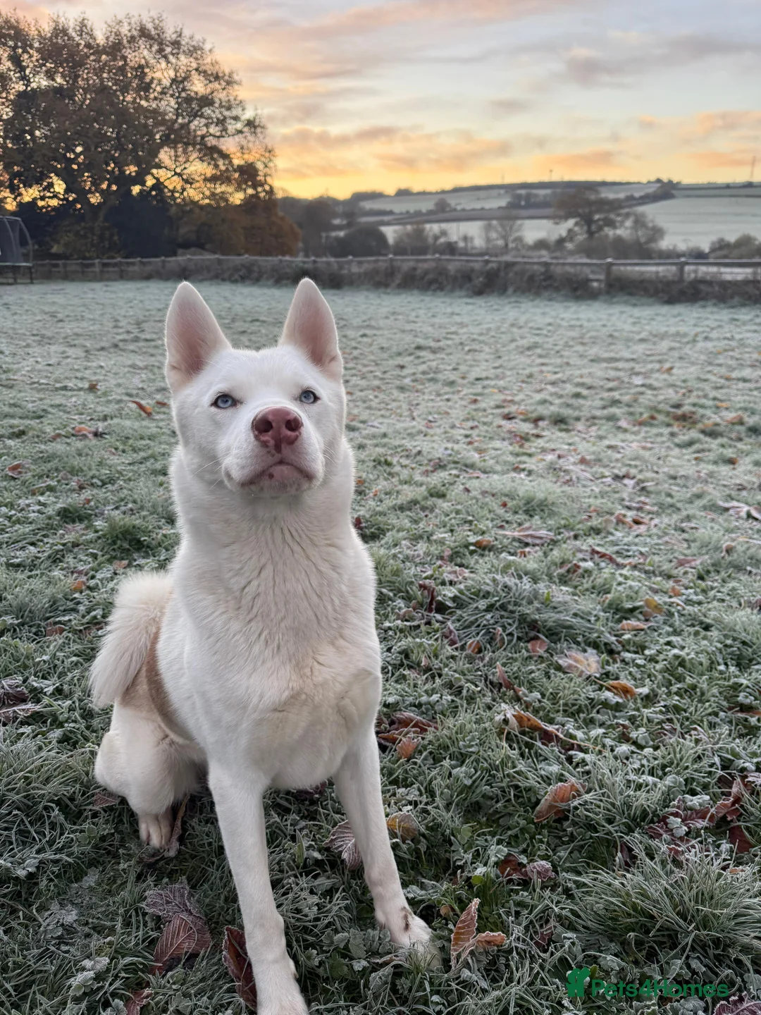 Siberian Husky dogs for sale: Rocco - Advert 1