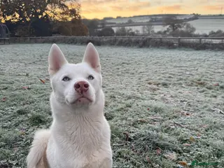 Siberian Husky dogs Rocco - Advert 1