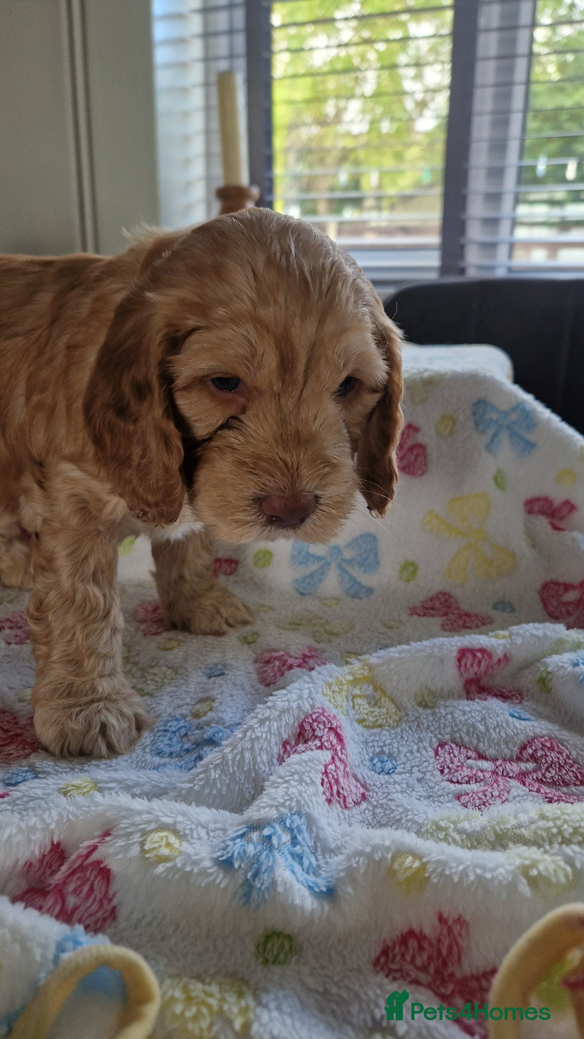 Cockapoo dogs for sale: Last beautiful boy left Gorgeous Golden Cockerpoo - Advert 21