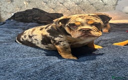 English Bulldog dogs for sale: British Bulldog Female  - Image 2