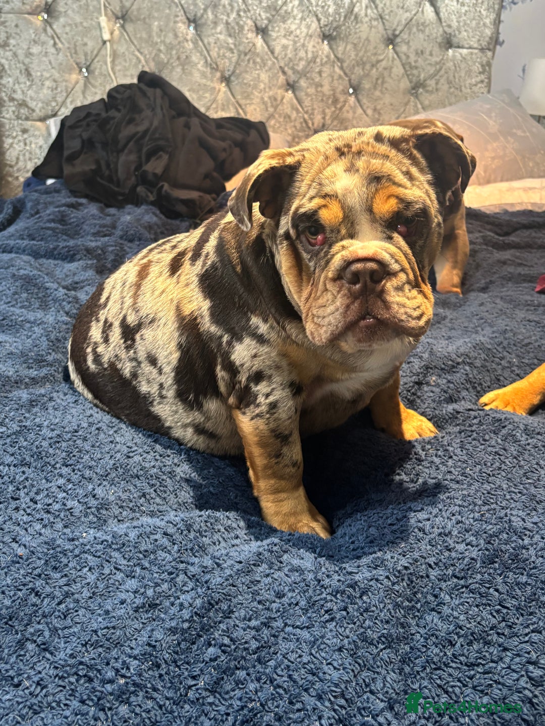 English Bulldog dogs for sale: British Bulldog Female  - Image 2
