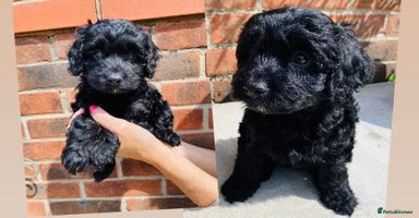 Cockapoo dogs - Advert 16