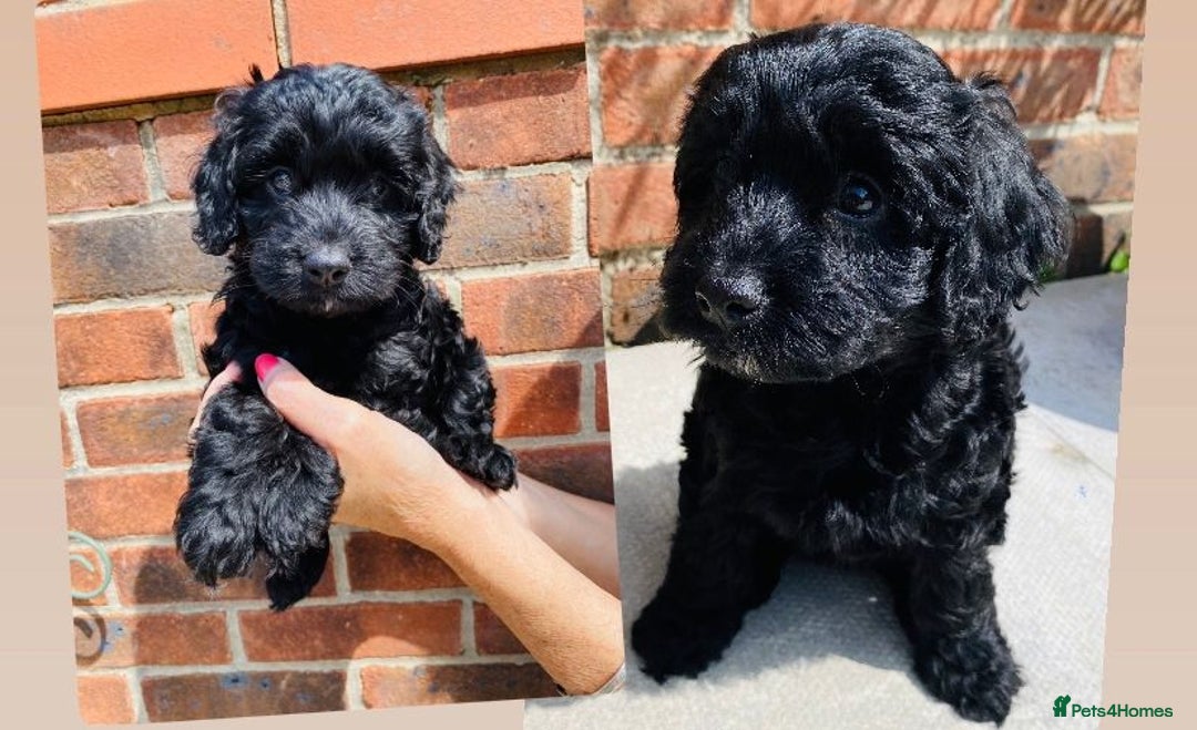 Cockapoo dogs for sale: Beautiful F1 Cockapoo girl - Image 3