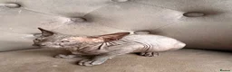 Sphynx cats for sale: 🐾 Beautiful Sphynx Kittens – Ready to Leave Now - Advert 13