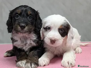 Cockapoo dogs Licensed breeder, health tested F1 cockapoo pups - Advert 5