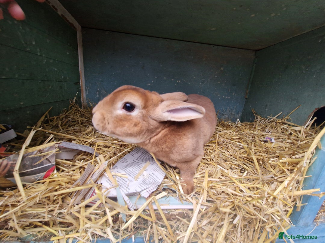 Rex rabbits for sale: Gorgeous breeding pair of mini rexes- £50 per pair - Image 10
