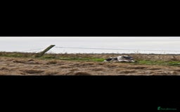 Whippet dogs for sale: Kc reg whippet litter.  male & female available - Image 28