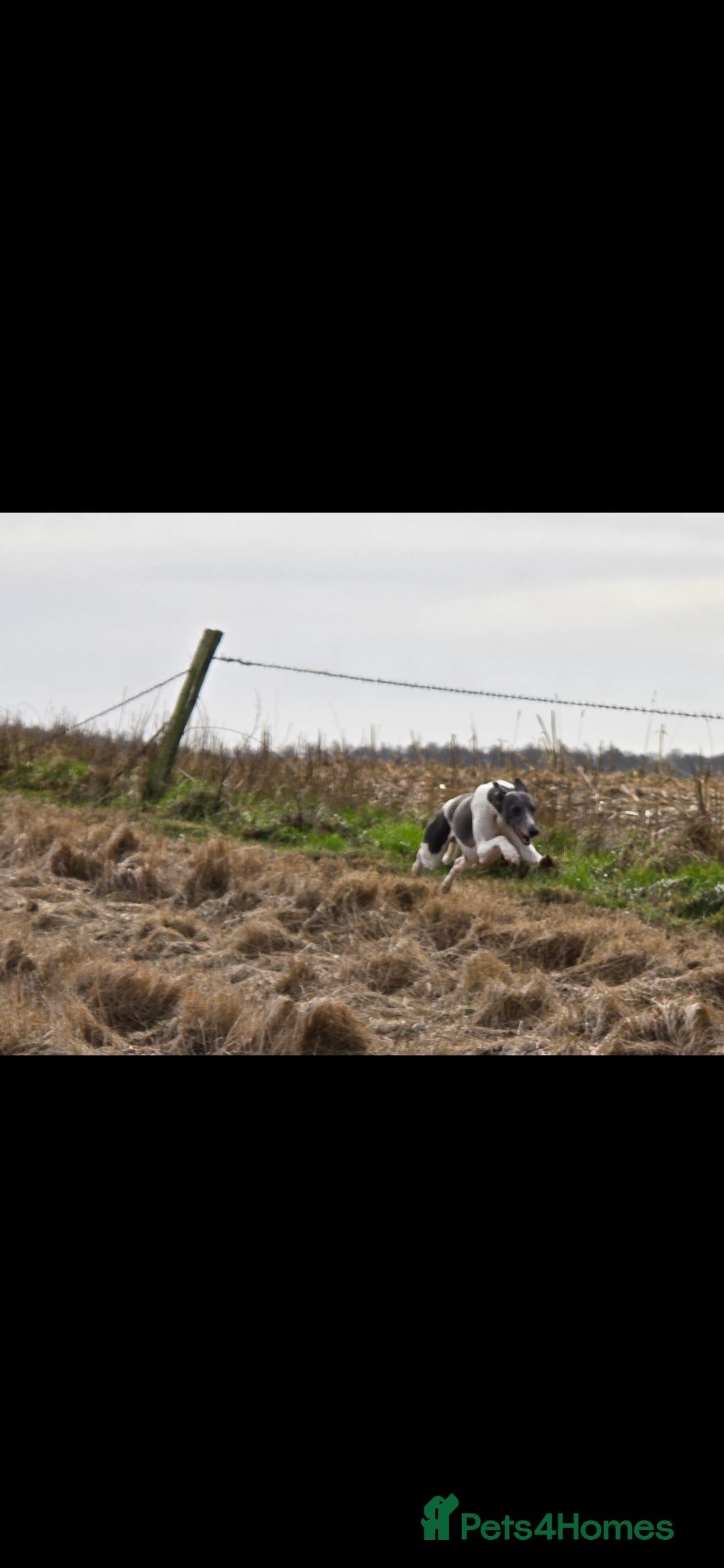 Whippet dogs for sale: Kc reg whippet litter.  male & female available - Image 28