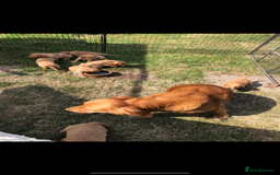 Golden Retriever dogs for sale: Beautiful Health Tested Puppies  - Image 14