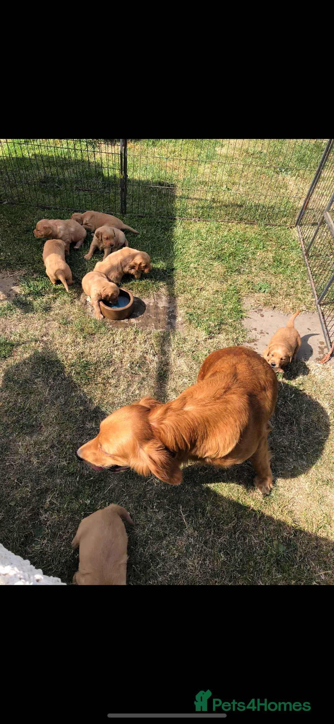 Golden Retriever dogs for sale: Beautiful Health Tested Puppies  - Image 14