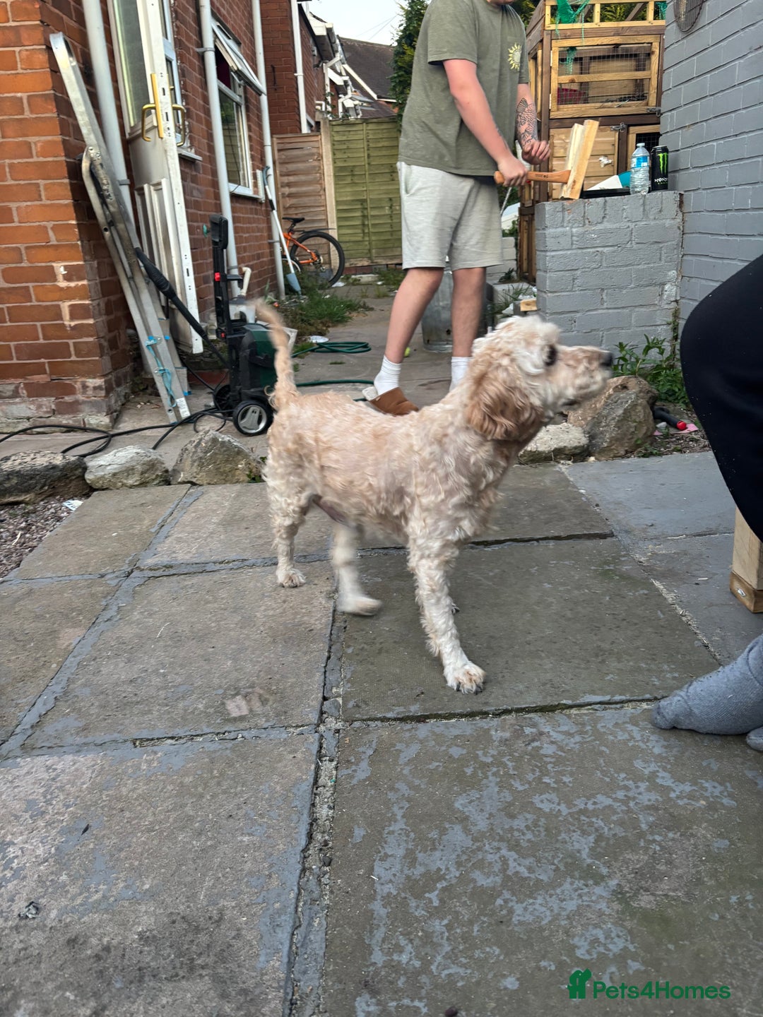 Cockapoo dogs for sale: Single male cockapoo  - Advert 3