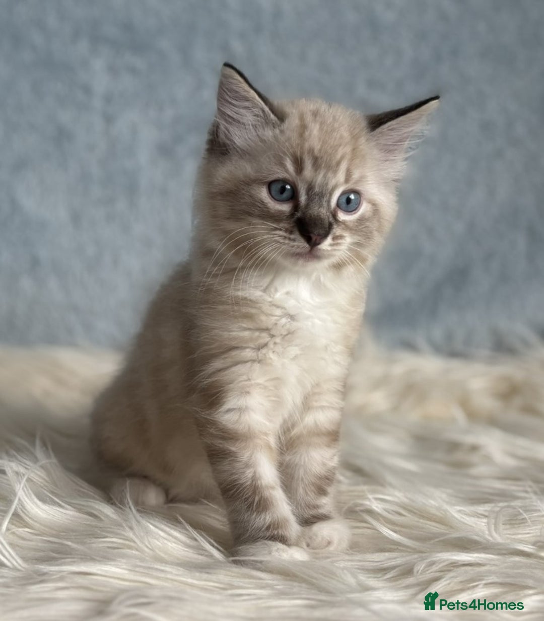 Ragdoll cats for sale: Three beautiful Ragdoll Ready to Leave 20/12/2025  - Advert 20