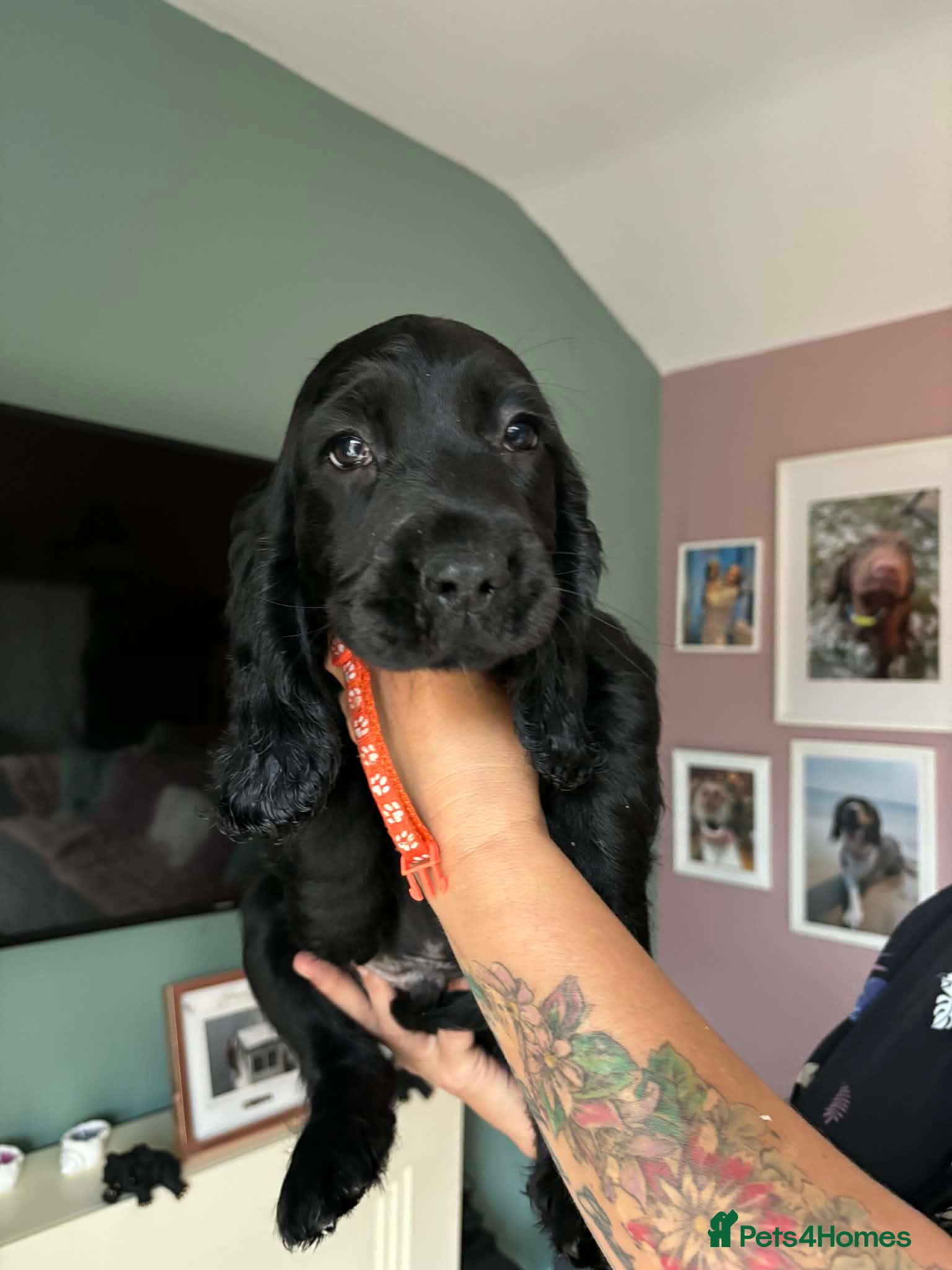 Sprocker dogs Last remaining sprocker male pup - Advert 1