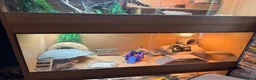 Bearded Dragon reptiles for sale: Bearded dragons & geckos  in Hereford - Advert 4