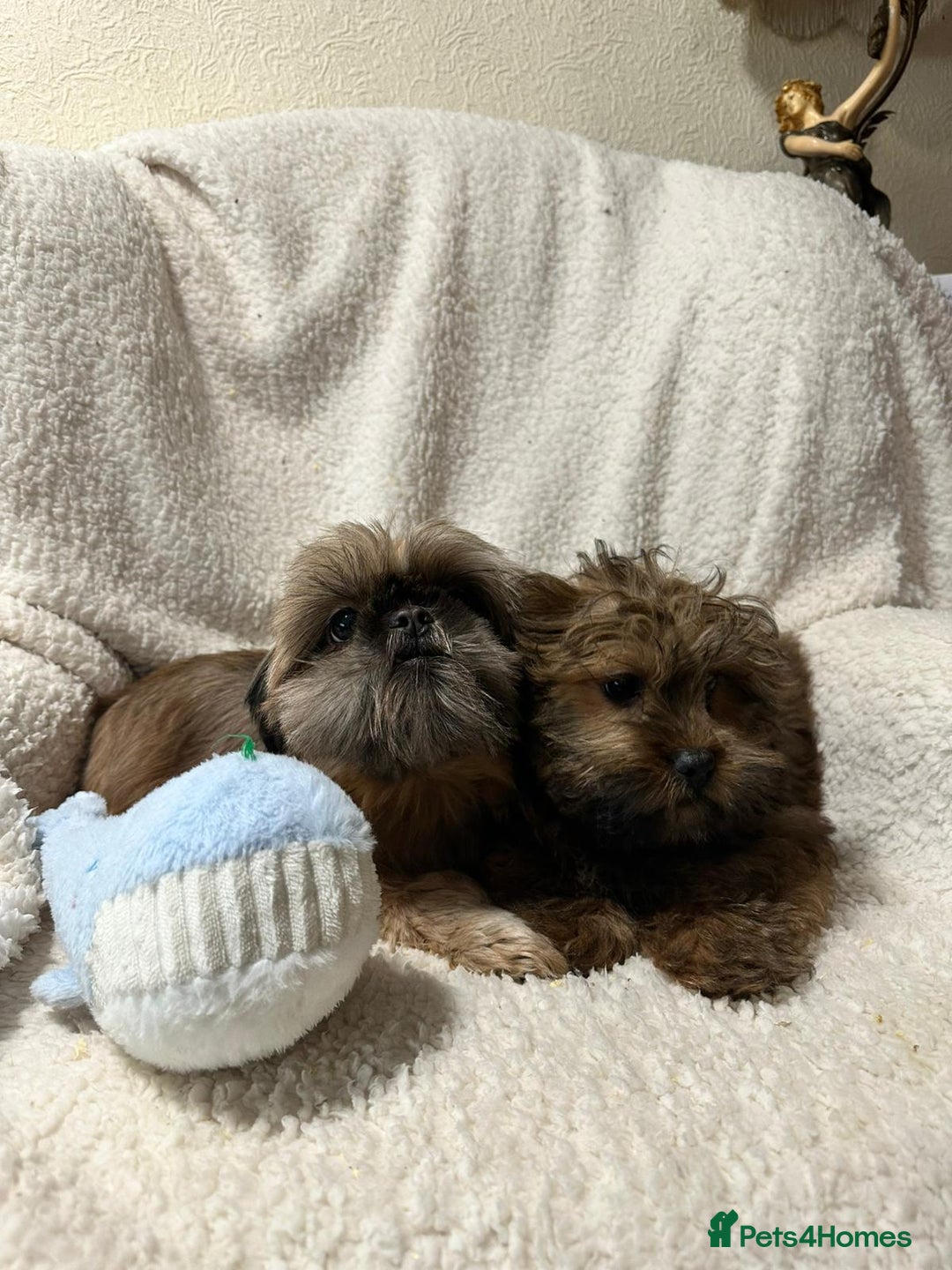 Shihpoo dogs for sale: Gorgeous shihpoo’s - Advert 11