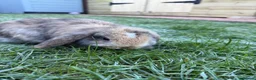 Mini Lop rabbits for sale: Mini lol rabbits - Advert 4