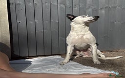 Mixed Breed dogs for sale: Energetic collie cross GSD needs a loving home - Advert 3