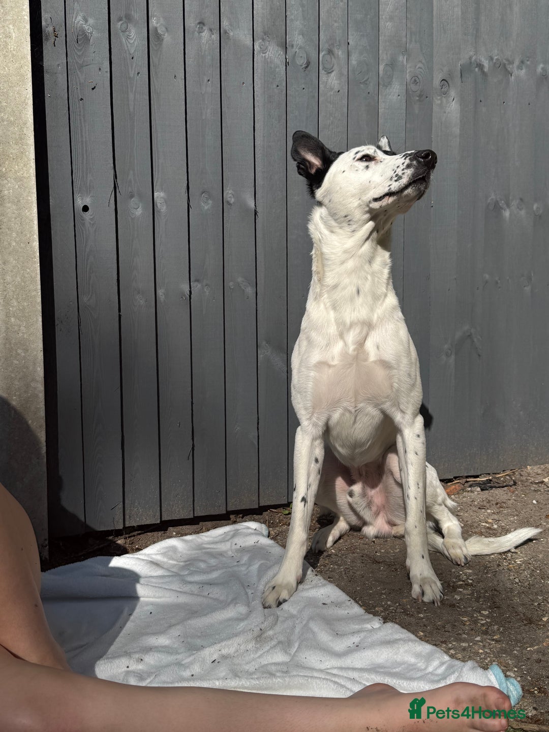 Mixed Breed dogs for sale: Energetic collie cross GSD needs a loving home - Advert 3