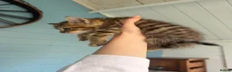 Mixed Breed cats for sale: 7 gorgeous mixed breed kittens  - Advert 18