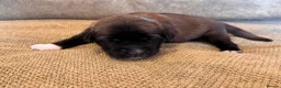 Mixed Breed dogs for sale: Tibetan Saint Puppies - 2nd Generation  - Advert 22