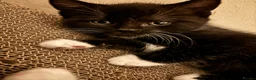 British Shorthair cats for sale: 2 lovely British short hair kittens - Advert 16