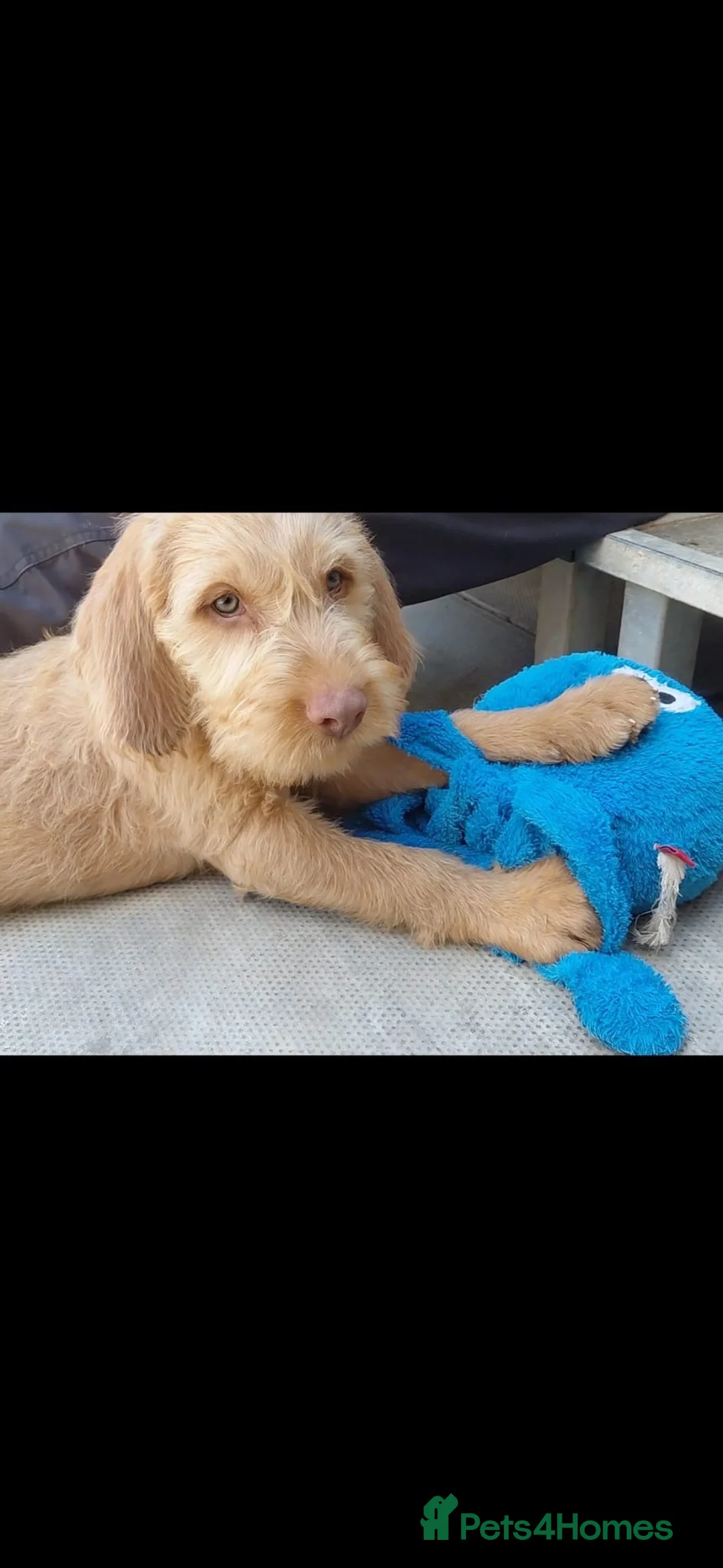 Hungarian Vizsla dogs for sale: Beautiful Hungarian wirehaired vizslas  in Southampton - Advert 1