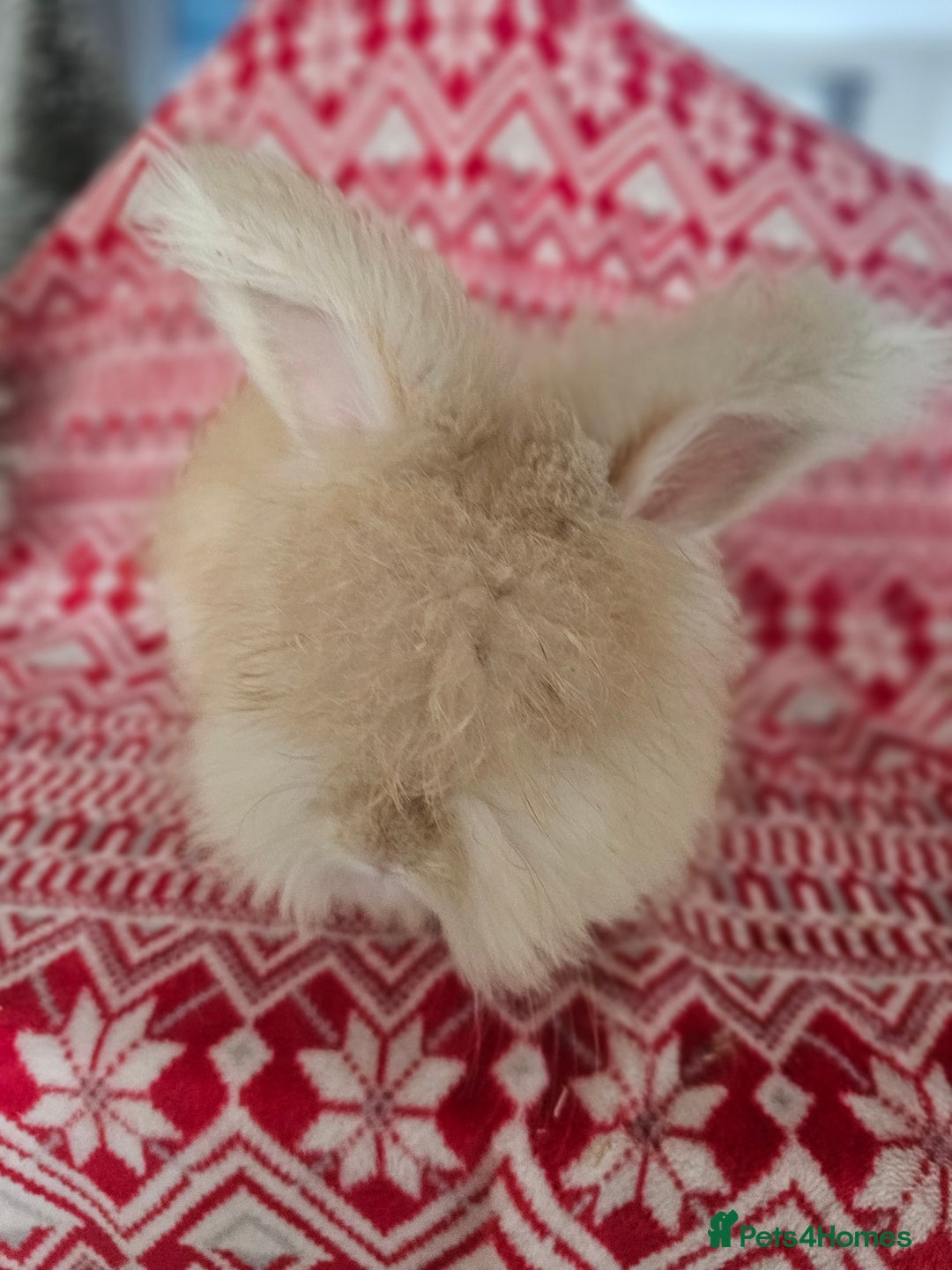 Angora rabbits for sale: Beautiful Angora Kits - Advert 6