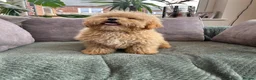 Mixed Breed dogs for sale: Australian Labradoodle cavapoo boy stunning ⭐️  - Advert 3