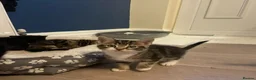 Mixed Breed cats for sale: 2 tabby boys & 1 black & white girl kittens  in Wakefield - Advert 2