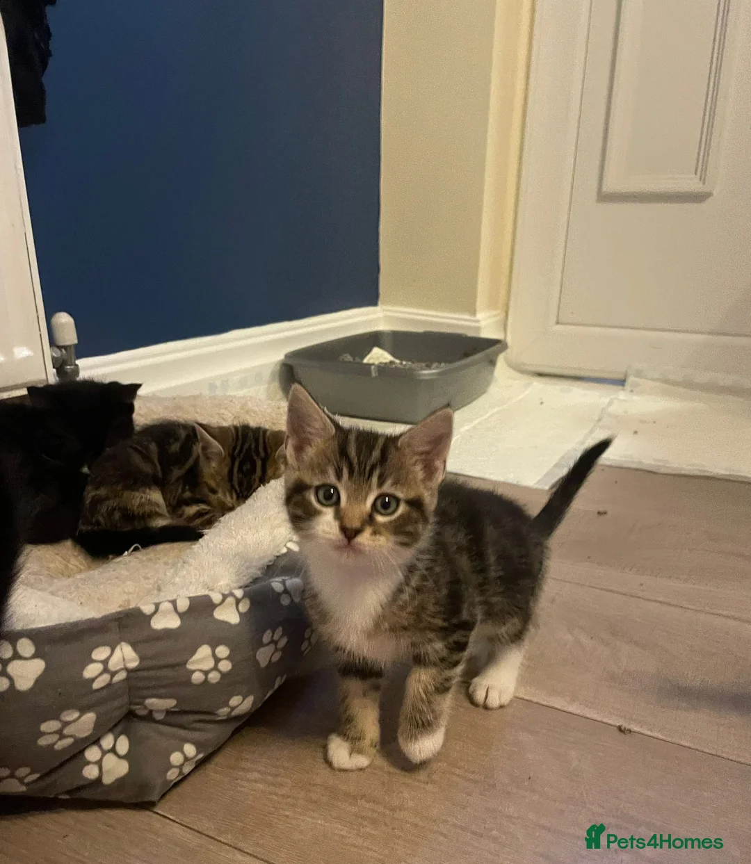 Mixed Breed cats for sale: 2 tabby boys & 1 black & white girl kittens  in Wakefield - Advert 2