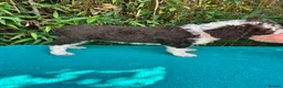 Spanish Water Dog dogs for sale: Spanish Water Dog - Advert 6
