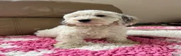 Cockapoo dogs for sale: F1 cockapoo puppies  - Advert 23