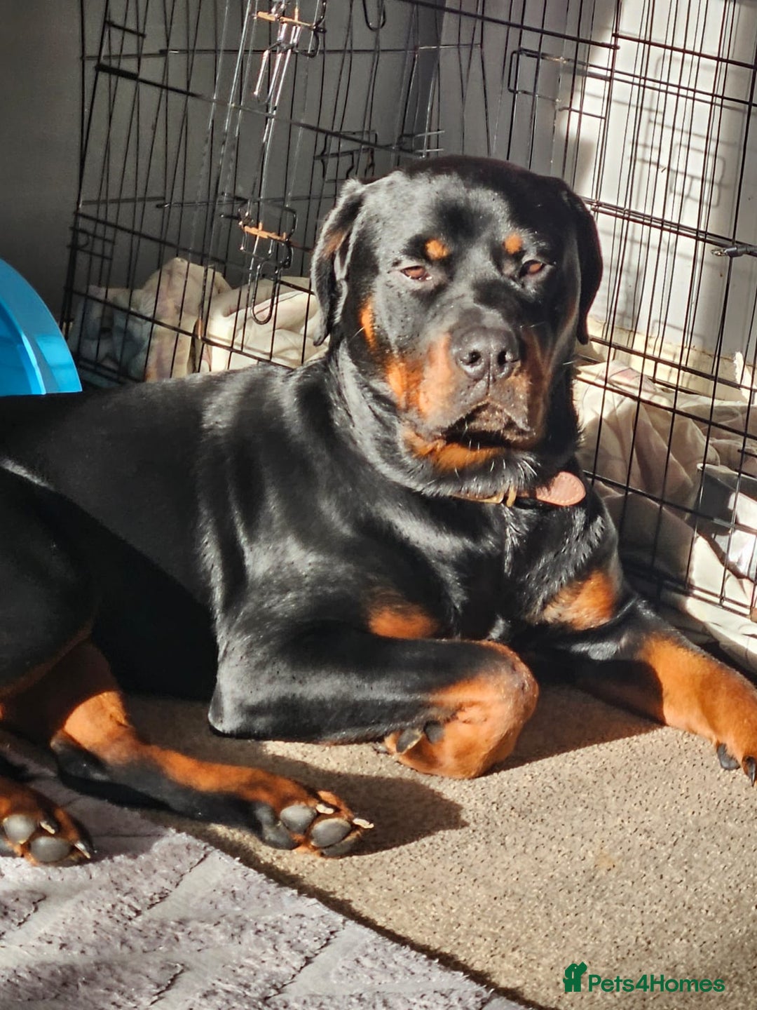 Mixed Breed dogs for sale: Rottweiler x lurcher - Advert 9