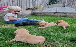 Labrador Retriever dogs for sale: Gorgeous Fox red / black Labrador puppies  - Image 5