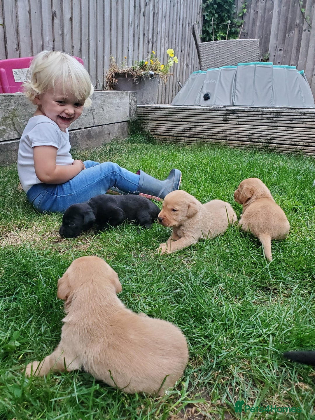 Labrador Retriever dogs for sale: Gorgeous Fox red / black Labrador puppies  - Image 5