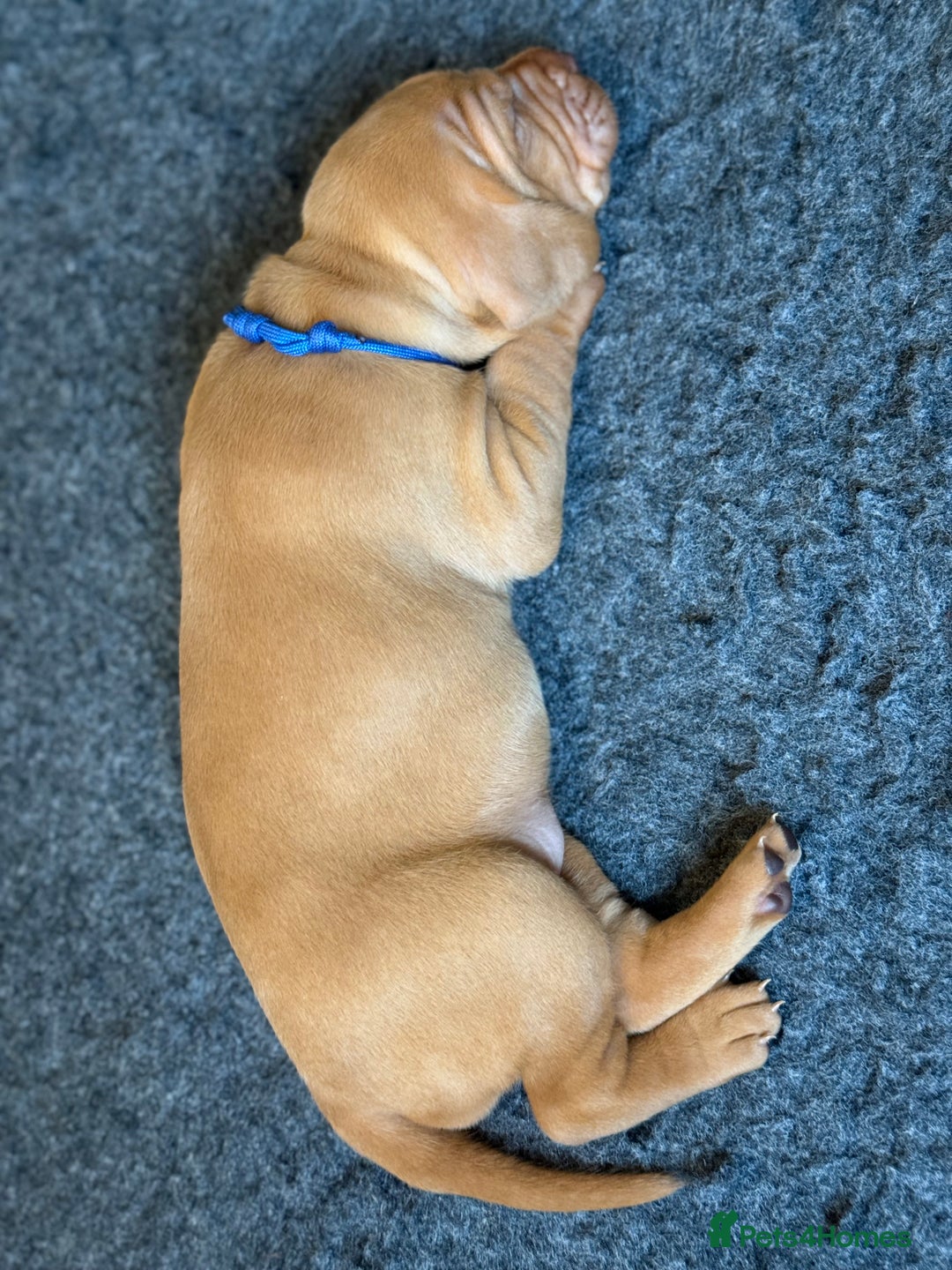 Hungarian Vizsla dogs for sale: Hungarian Vizsla Puppies - Outstanding Pedigree  - Advert 5