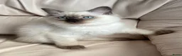 Ragdoll cats for sale: Stunning litter of ragdoll kittens  - Advert 6